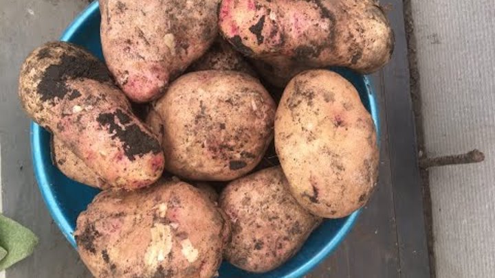 Картофель голубизна цветёт
