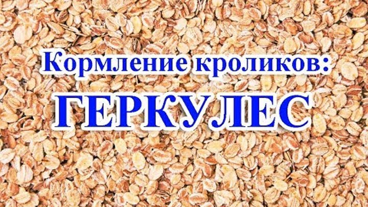 зерно для кроликов. большой белый заяц и цыпленок. правильное питание декоративных кроликов. геркулес кроликам можно. кролик крупами.