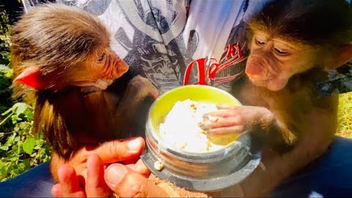 Тайган #shorts. Живи, стёпка, живи!. Живи, стёпка, живи! фото. Гамадрил люська и компания. Живи степка.