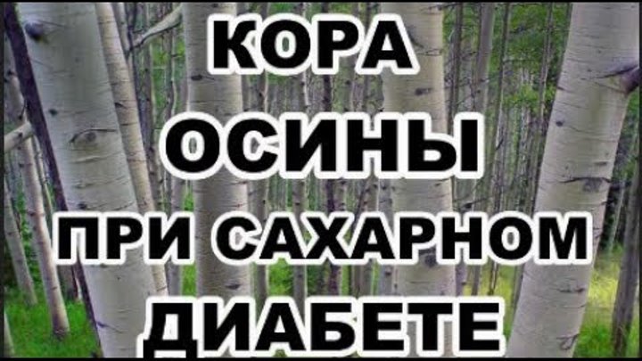 Осина при сахарном диабете. Отвар коры осины. Препараты из коры осины. Осина при сахарном диабете. Осина при сахарном диабете.