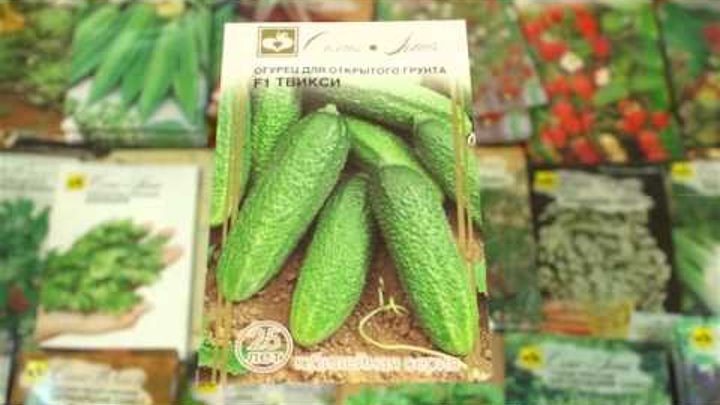 Огурцы сорт тсха. Семена огурцов гибрид ф1. Сорта огурцов. Огурцы сорт секрет. Пчелоопыляемые огурцы для открытого грунта гибриды.