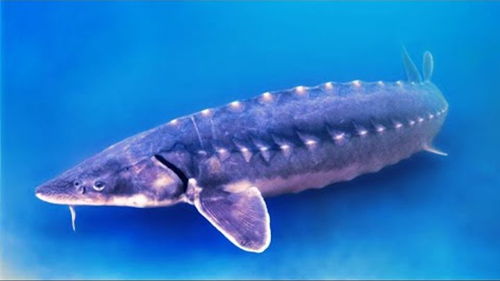 брат стерляди и белуги. белуга huso huso (linnaeus, 1758). шренка (амурский осетр). стерлядь и севрюга отличия. осетр белуга севрюга.