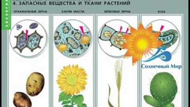 запасные питательные вещества в клетках растений. основное запасное вещество бактерий. запасное вещество в клетках растений. запасные питательные вещества в клетке белки жиры углеводы. запасное вещество растений.