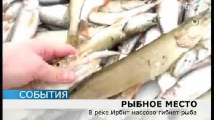 река ирбит рыболовство. рыбалка на реке ница. рыбалка ирбит. рыбалка ирбит. ирбит весной.