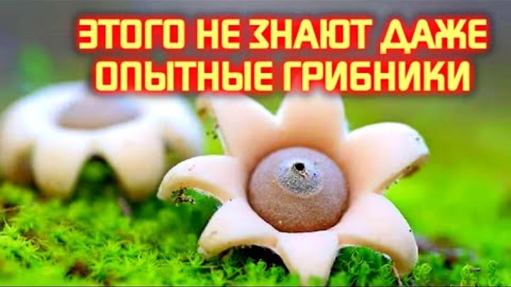 А Вы знали?....