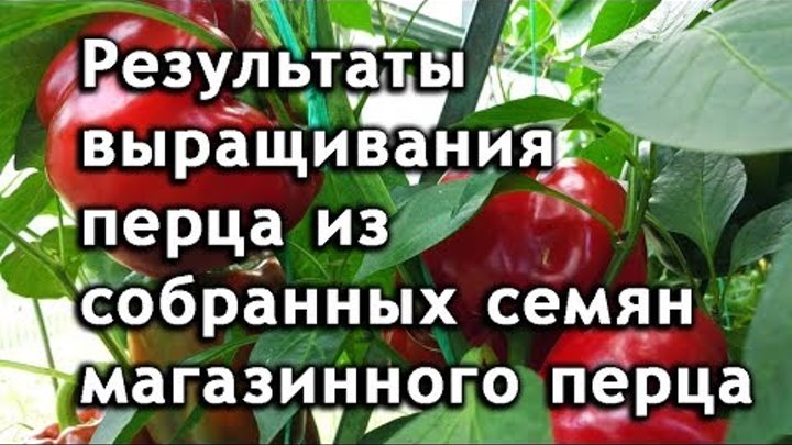 Перец чили рассада. Рассада перца чили острого. Перец острый кайенский рассада. Болгарский перец из семян. Рассада перца мелколистная.