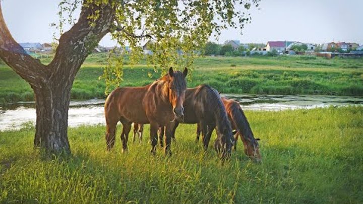 Лошадь в деревне фото осень