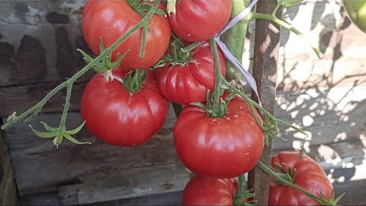 Томат де барао царский купить семена - купить по низкой цене на Яндекс Маркете