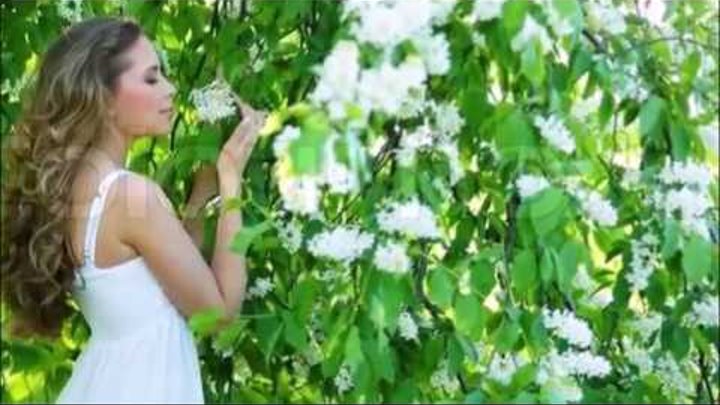 Песня почему черемуха почему бела. Черёмуха душистая с весною расцвела. Рассказ о черемухе. Стихи про черемуху короткие и красивые. Черёмуха душистая стих текст.