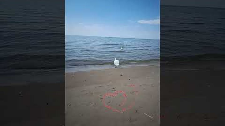 Видеоклипы  для души