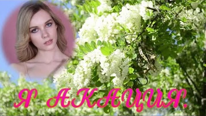 я акация я над кручею расцвела на краю. акация нововоронеж. робиния лжеакация. саларева с хором - я акация я над кручею. акация над кручею.