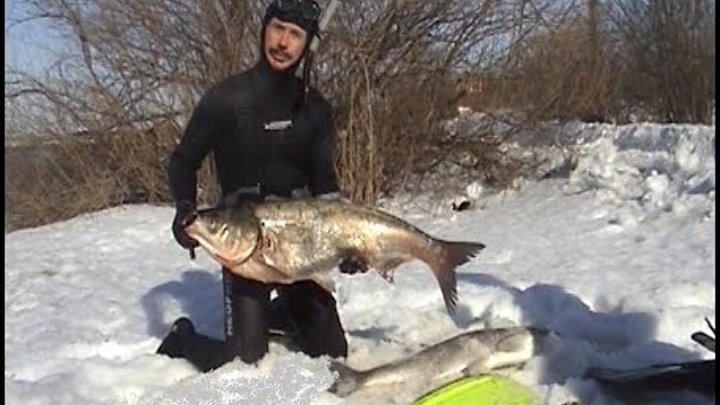 "зимняя" подводная охота карелия. Виноградов подводная охота. Подвох зимой. Подвоха нет но есть загвоздка. Рыбалка на зимовальной яме.