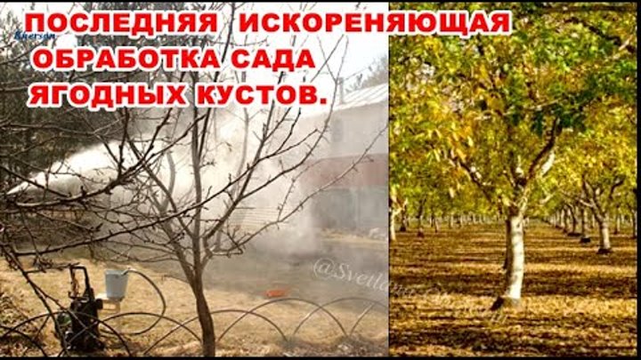 Искореняющая обработка мочевиной осенью. Искореняющая обработка сада осенью. Опрыскивание сада. Опрыскивание сада мочевиной. Искореняющая обработка сада осенью.