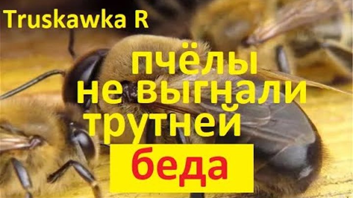 Почему осенью пчелы. Разведение пчел. Почему осенью пчелы. Почему осенью пчелы. Почему осенью пчелы.