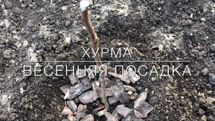 Прививка в расщеп весной. Окулировка в мае. Прививка в расщеп весной. Прививка хурмы летом. Прививка деревьев в боковой зарез.