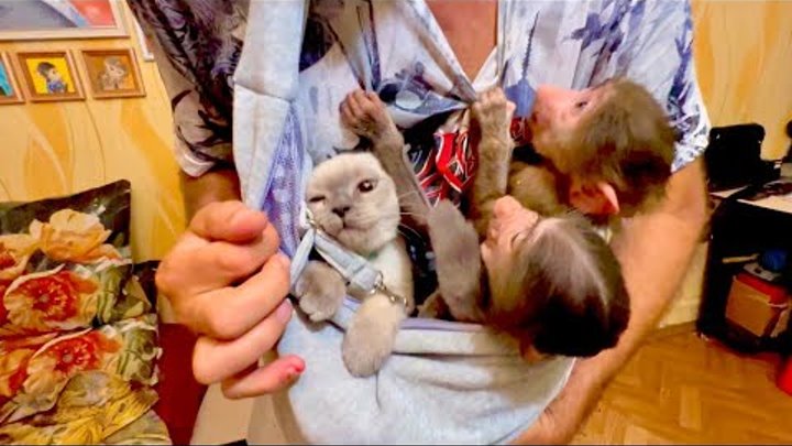 приключения ангелины и гамадриленка люси ютуб