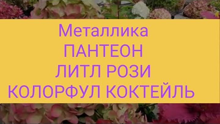 Колорфул коктейль гортензия метельчатая