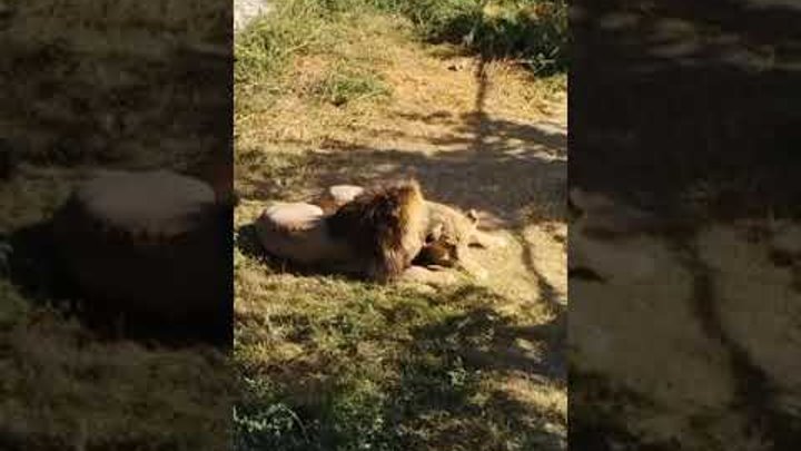 Парк Львов Тайган Виталий хомутов
