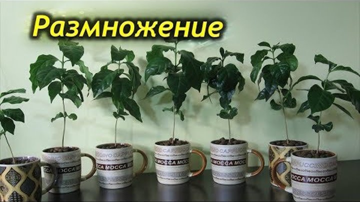 Сколько времени требуется вырастить кофейное дерево. Размножение кофейного дерева. кофейное дерево домашнее. черенкование кофейного дерева. кофейное дерево в домашних условиях.