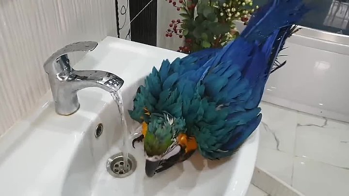 Parrot swim