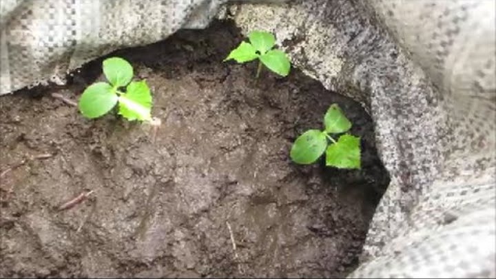 Грядки финские колбаски. Огурцы в мешках. Огурцы в мешках. Огурцы в огороде. Посадка ранних огурцов в мешки.