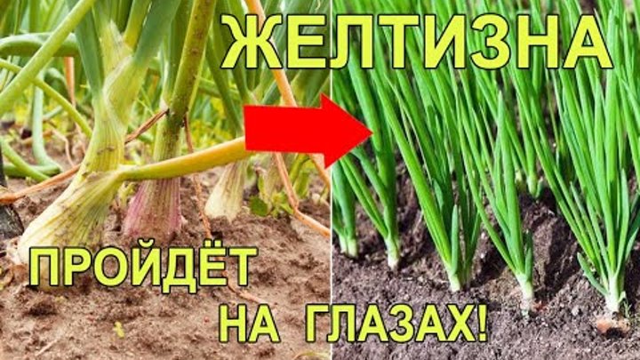 Полить лук от луковой мухи и пожелтения. Народное средство от луковой мухи. Полить лук от луковой мухи и пожелтения. Полить лук от луковой мухи и пожелтения. Полить лук от луковой мухи и пожелтения.