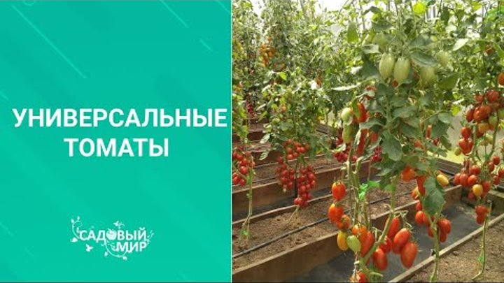 ТОМАТЫ ДЛЯ ОТКРЫТОГО ГРУНТА И ТЕПЛИЦ. СОФА F1, ВЕРОЧКА F1, ЛИРИКА F1