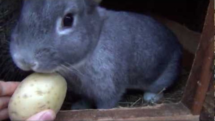 кролик из картошки. кролики едят картошку. кролики едят картошку. кролики едят картошку. кролик и картошка корм.