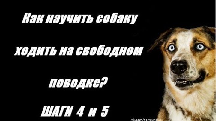 Щенки не учи меня текст. Собака на земле. Трюки для собак список. Щенки не учи меня текст. Собака фу.