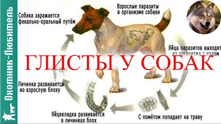 Как выглядят глисты у собак форум ЕКАТЕРИНБУРГ И ОБЛ. ЗНАКОМСТВА И ОБЩЕНИЕ. Группа на OK.ru Вступай, читай, общайс