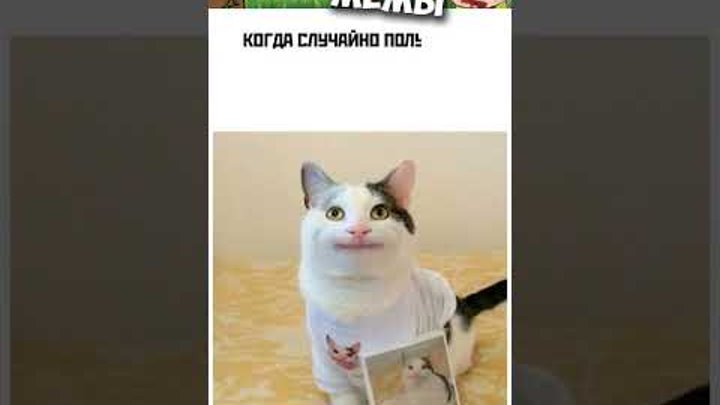 Смешные мемы с котами с озвучкой
