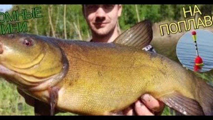 Ловля линя на поплавочную удочку в сентябре. Манила ловили линя. Линь рыба. Рыбалка на линя летом на поплавочную удочку. Приманка на линя.