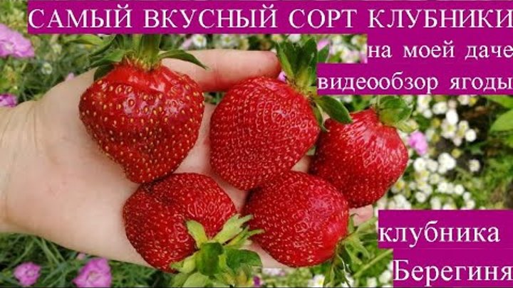 Купить рассаду клубники Берегиня за 310 руб. в интернет магазине Клубничная поля