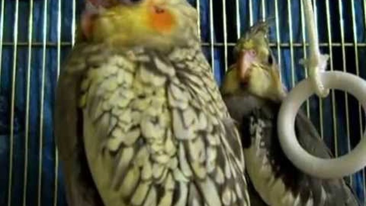 оранжевый волнистый попугайчик. спаривание волнистиков. попугай стучит клювом. попугай стучит клювом. слоится клюв у волнистого попугая.