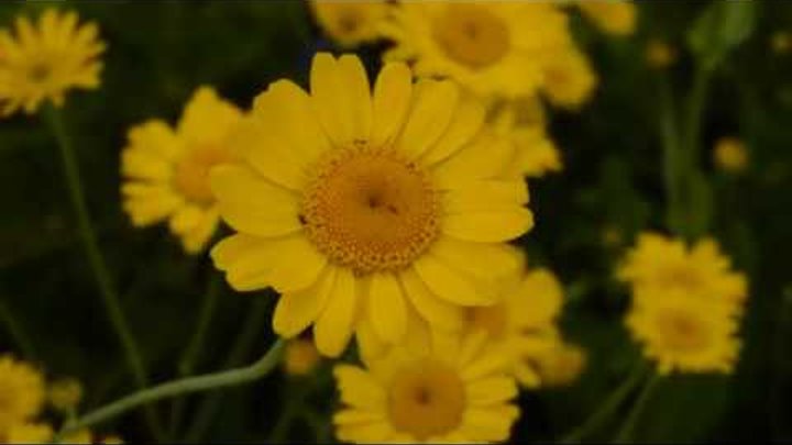 Желтая ромашка песня. Ромашник желтый. Пупавка красильная желтая ромашка. Дороникум фиолетовый. Желтая ромашка песня.