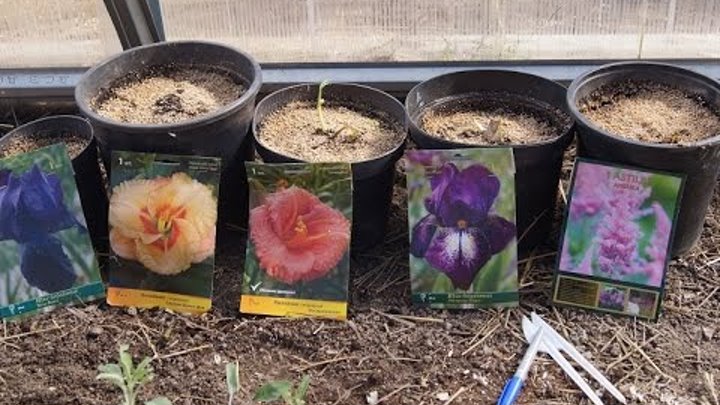 Аквилегия корневище посадка. Растения с закрытой корневой системой. Корневая клематиса. Как сохранить до высадки в грунт. Посадка клематиса в грунт.