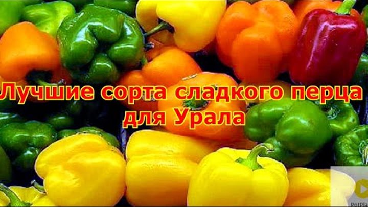 Лучшие сорта перцев для урала. Лучшие сорта перца для урала. сорта перцев для урала.