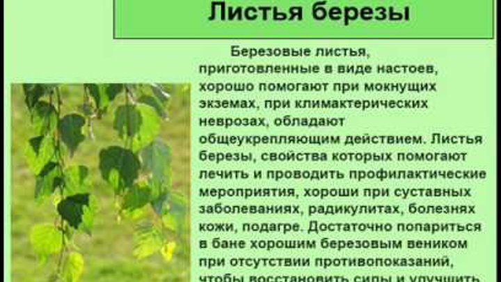 Настой березового листа. Уголок для сбора березового сока. Можно ли использовать березовые. Береза лекарственное растение. Чем полезен березовый сок для организма человека.