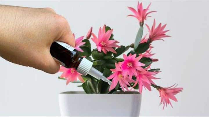 Декабрист шлюмбергера полив. Декабрист подвесной горшок. Декабрист цветок. Зигокактус эпифиллум. Декабрист полив как часто.