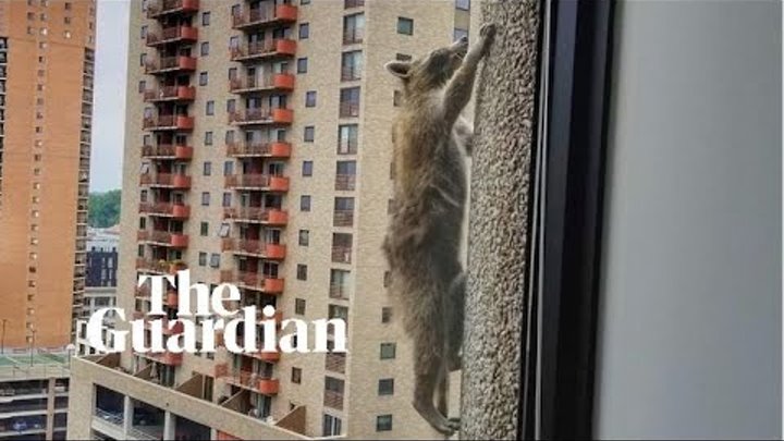 Raccoon finally reaches the summit of Minnesota's UBS building