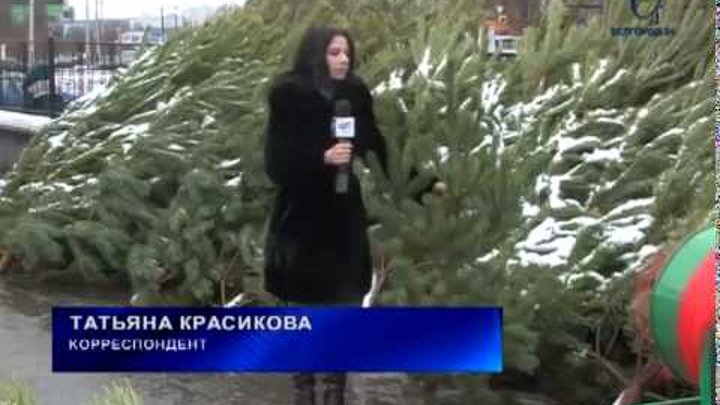 Магазин Елок В Белгороде