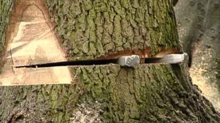 ручная валка леса. валим дерево. валка леса бензопилами фирм "хускварна". запил дерева. как валить дерево.