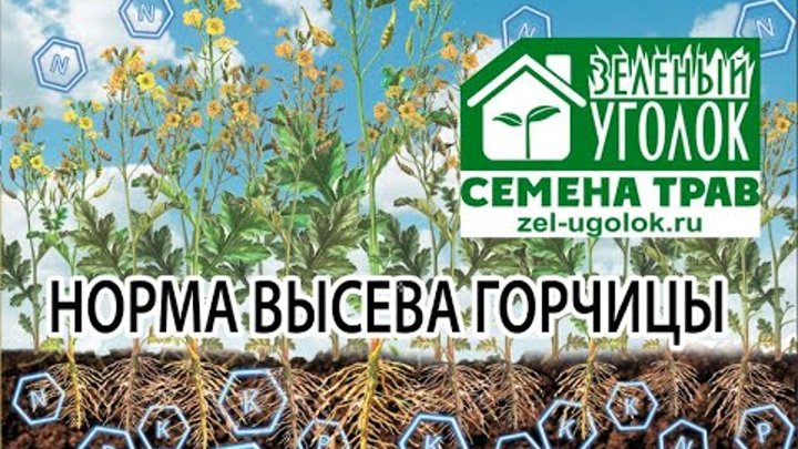 Горчица 1кг. Сидерат горчица белая. Горчичник семена. Горчица белая удобрение. Норма высева горчицы на семена.