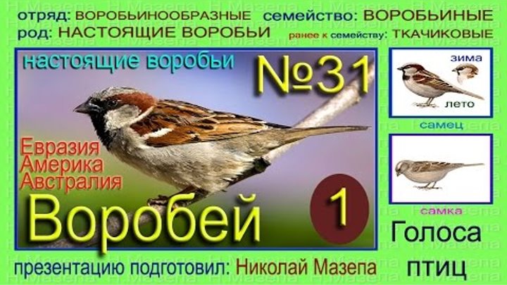 Стихотворение в прозе воробей. Голос воробья. Воробей описание для детей. Воробей какой жанр. Анализ произведения тургенева воробей.