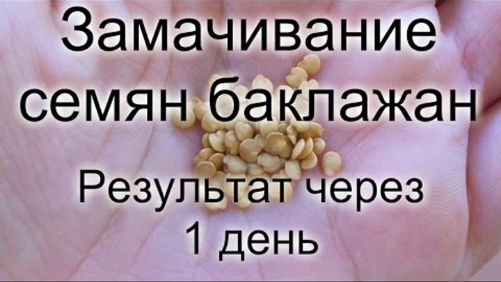 Семена перца проклюнулись. Пророщенные семена баклажан. Разбрасывающий семена баклажан. Прорастание и всхожесть семян. Пророщенные семена перца.