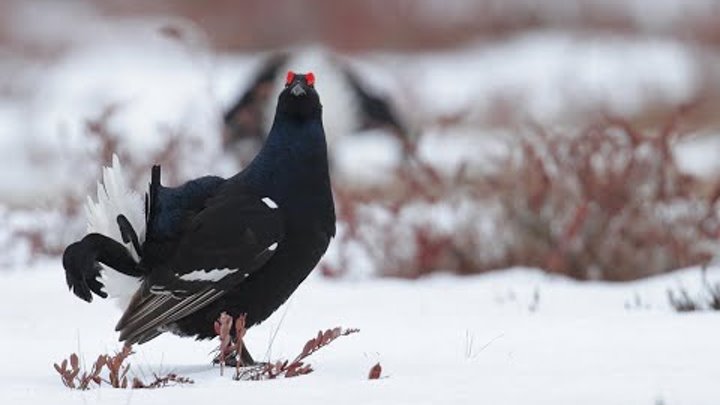 Где ночует тетерев. Где ночует тетерев. Глухарь в сугробе. Тетерев ареал. Где ночует тетерев.