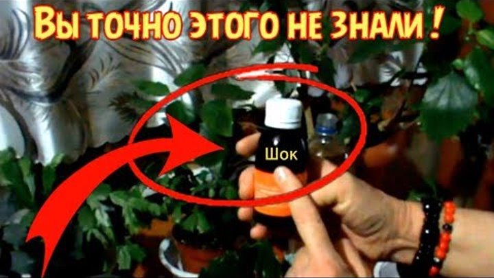ВЫ ТОЧНО ЭТОГО НЕ ЗНАЛИ!!! САМАЯ ЛУЧШАЯ ПОДКОРМКА ДЛЯ ЦВЕТУЩИХ ...