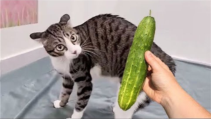 Приколы С Кошками 2024