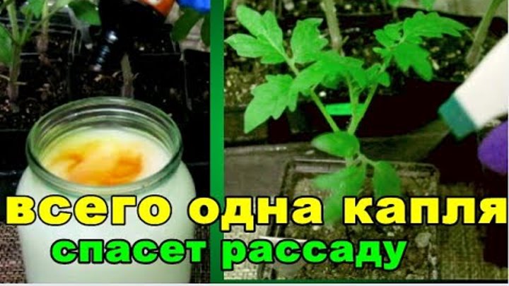 Капля йода на литр воды. Подкармливание рассады томатов йодом. Рассада томатов подкормка йодом. Удобрение с йодом для помидор. Рассада томатов полить молоком.