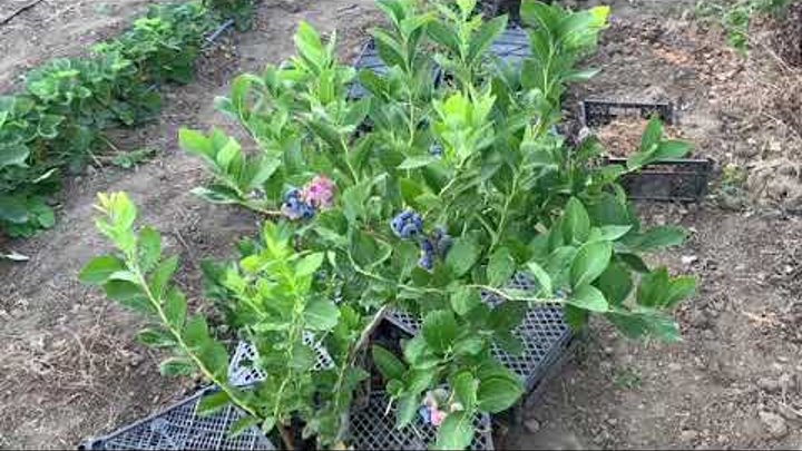 Сорт чендлер. Грецкий орех чандлер карликовый. Грецкий орех в скорлупе отзывы. Декоративная обрезка грецкого ореха. Голубика сорт чандлер.